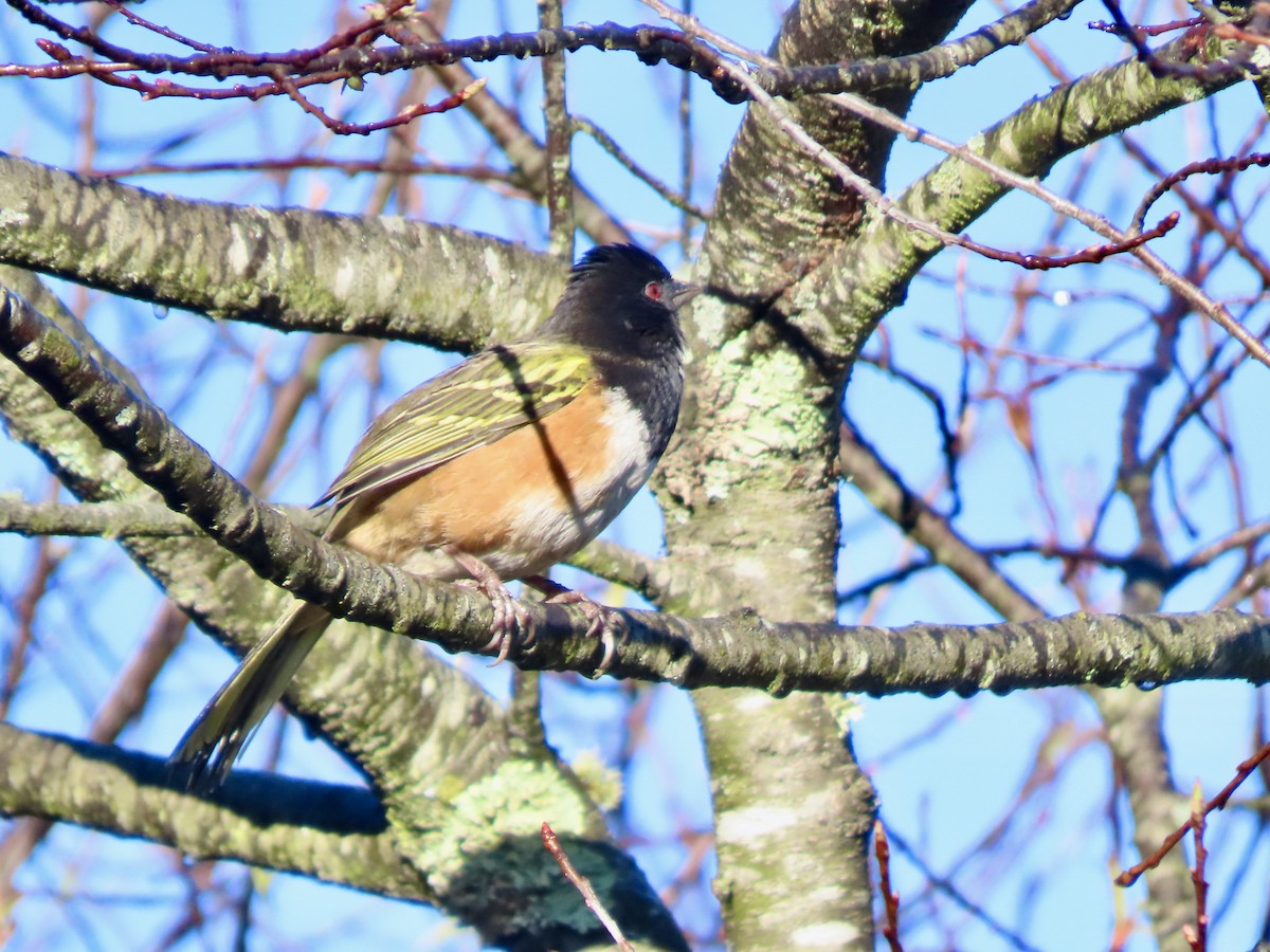 Spotted Towhee (Olive-backed) - ML647162191