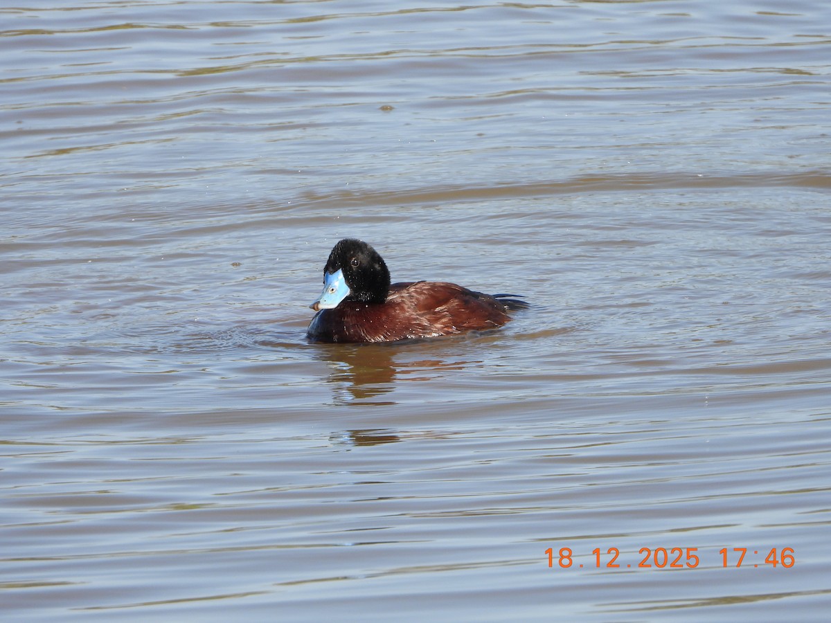 Blue-billed Duck - ML647162193
