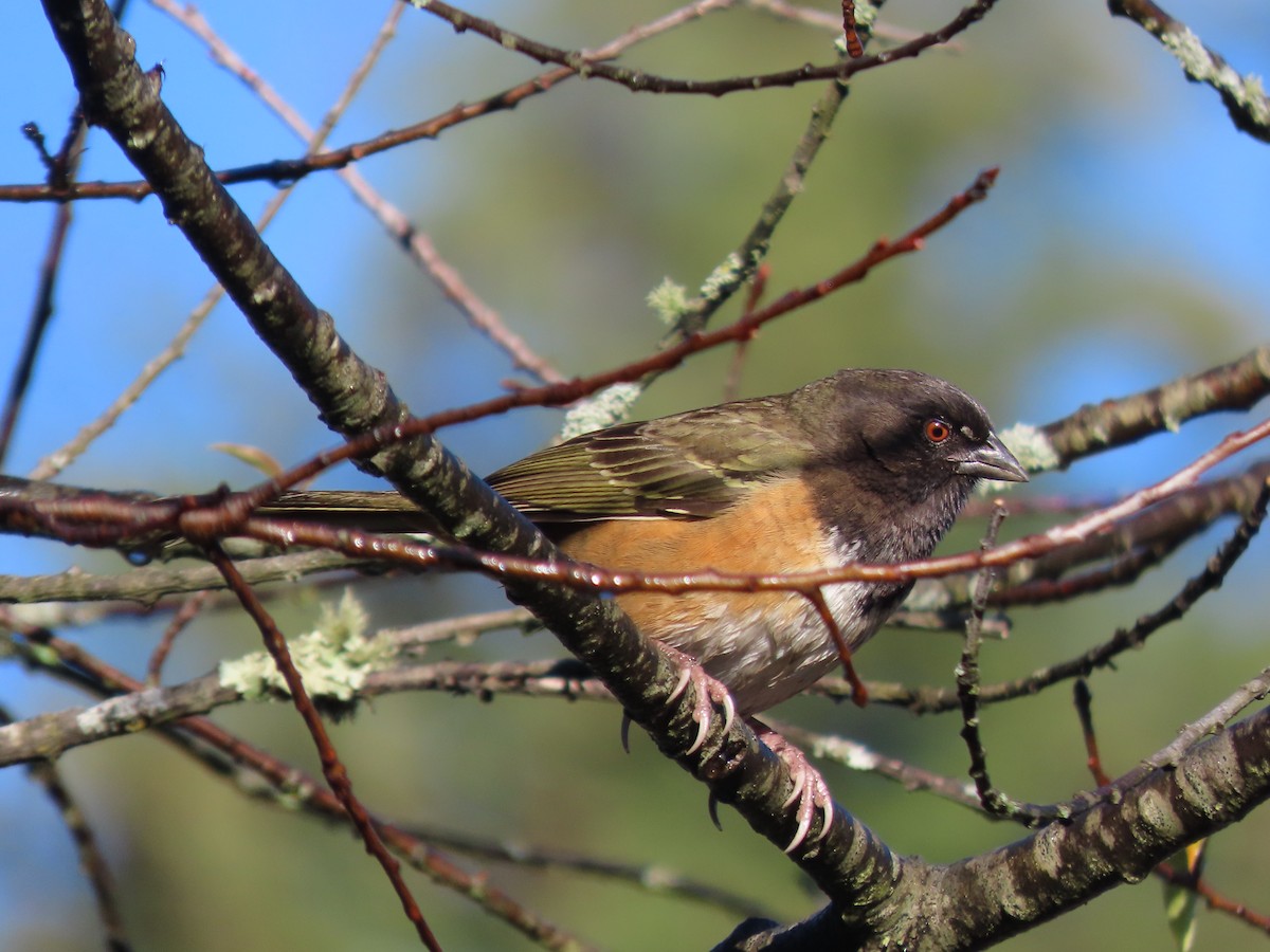 Spotted Towhee (Olive-backed) - ML647162194