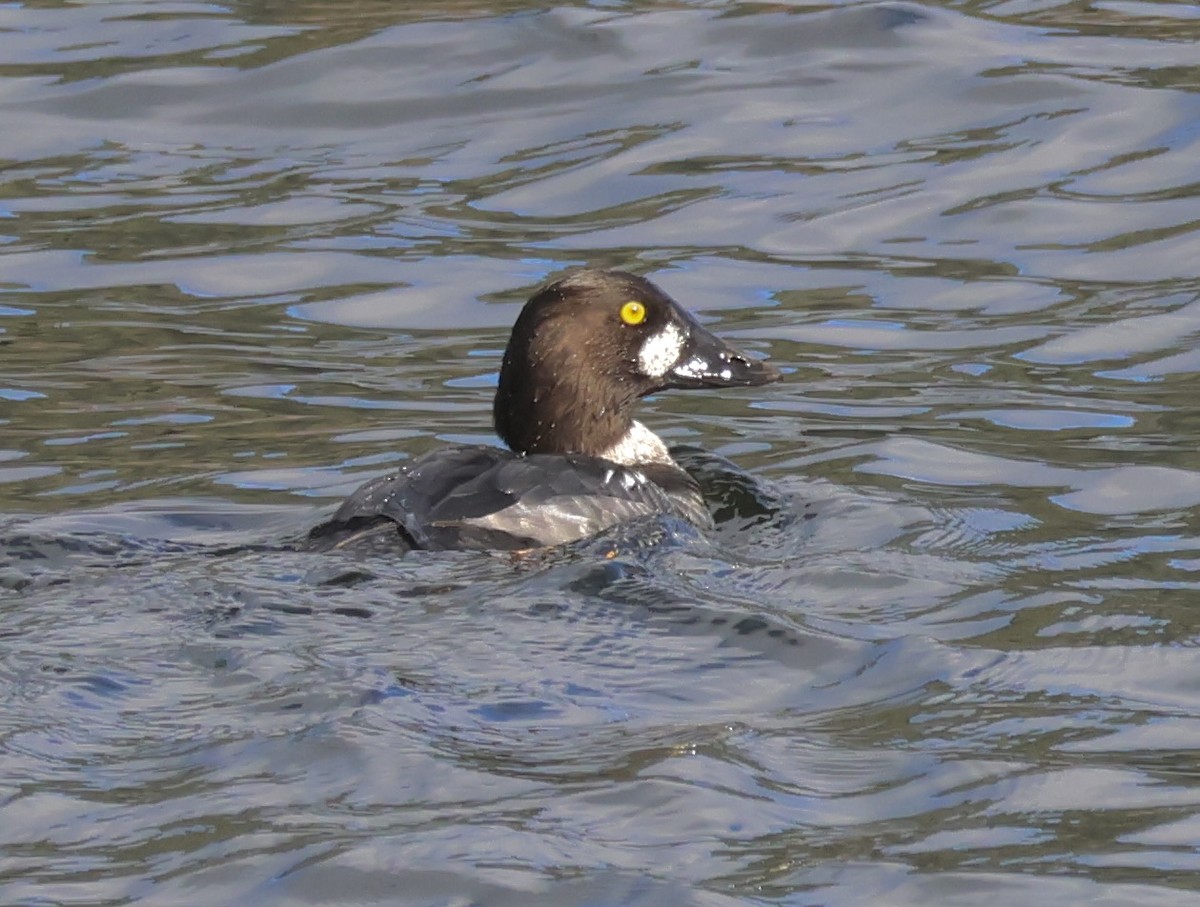 Common Goldeneye - ML647162195