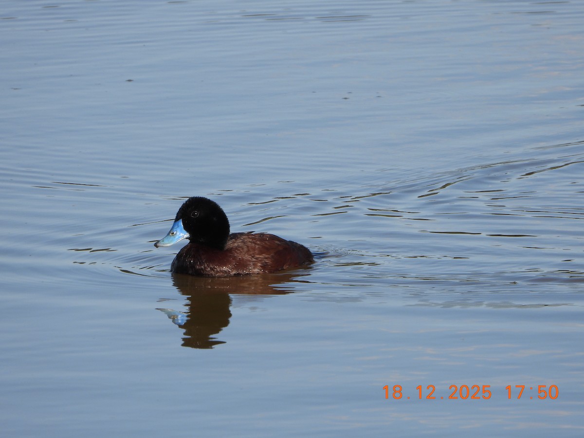 Blue-billed Duck - ML647162196
