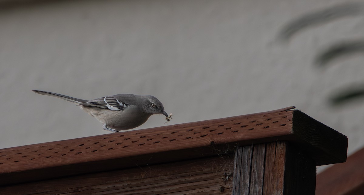 Northern Mockingbird - ML647162197
