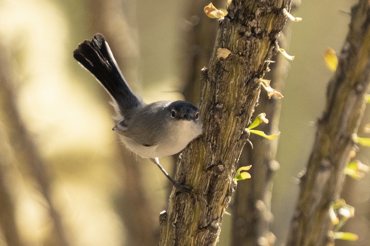 Black-tailed Gnatcatcher - ML647162198