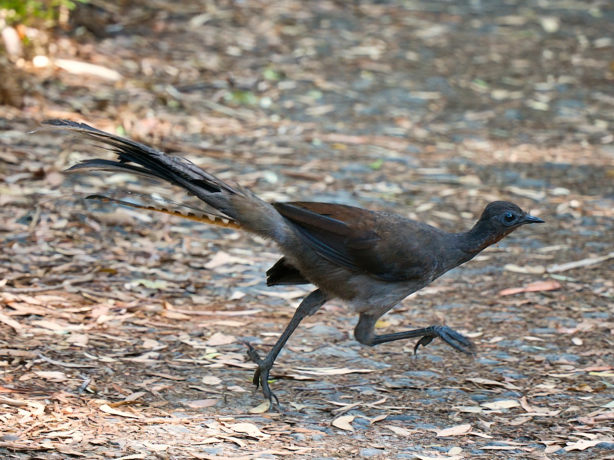 lyrochvost nádherný - ML647162199