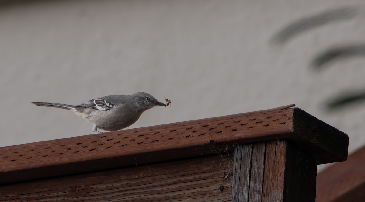 Northern Mockingbird - ML647162200
