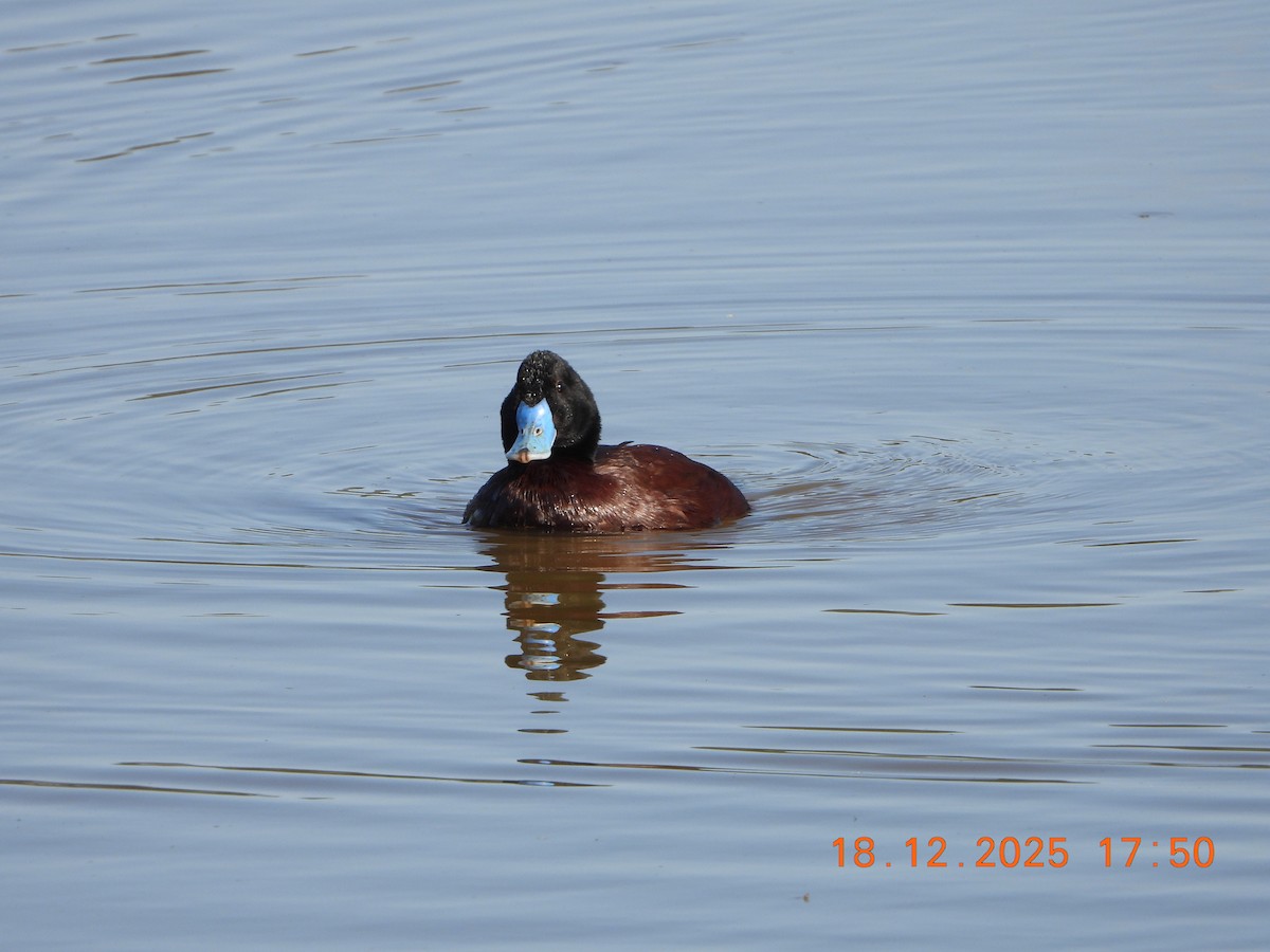 Blue-billed Duck - ML647162201