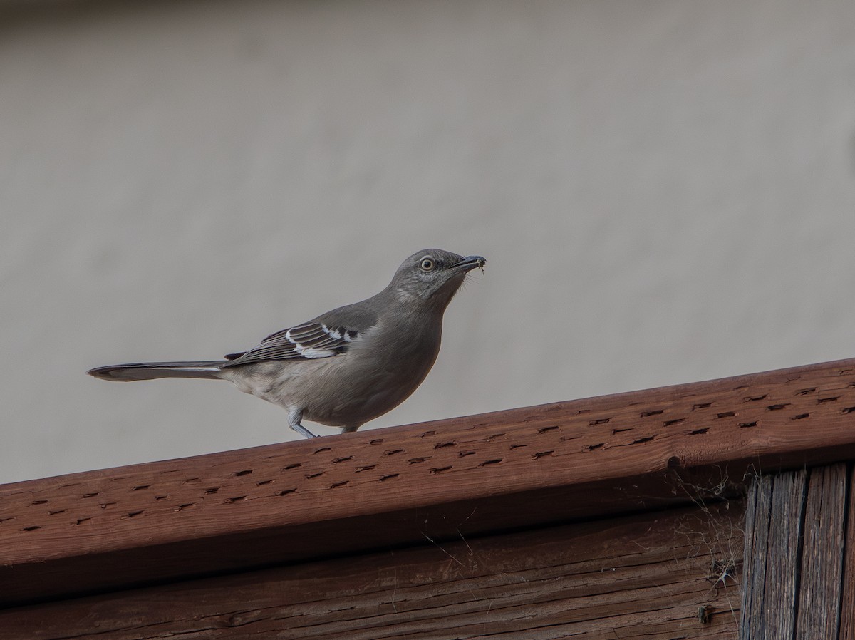 Northern Mockingbird - ML647162202