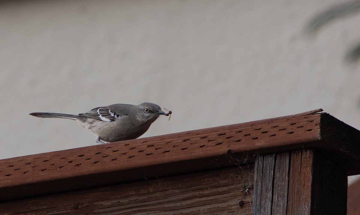 Northern Mockingbird - ML647162203