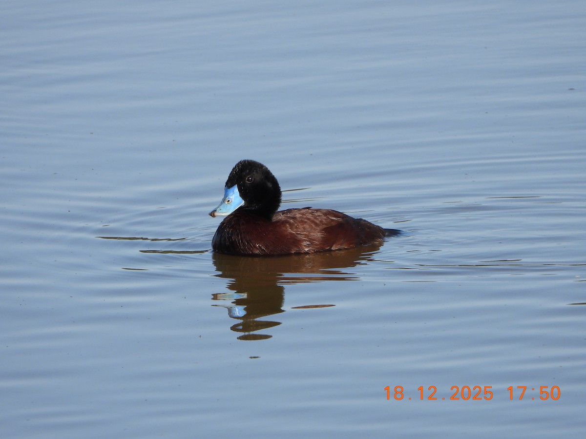 Blue-billed Duck - ML647162204
