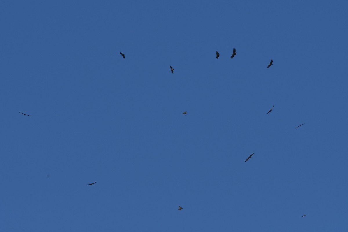 Himalayan Griffon - ML647162205