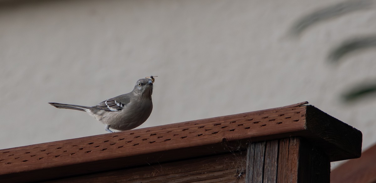 Northern Mockingbird - ML647162206