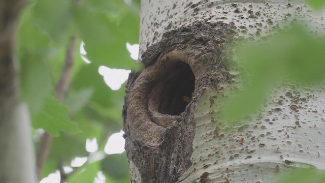 Daurian Starling - ML647162207