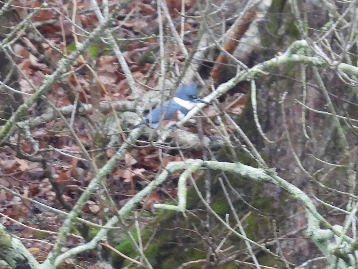 Belted Kingfisher - ML647162208