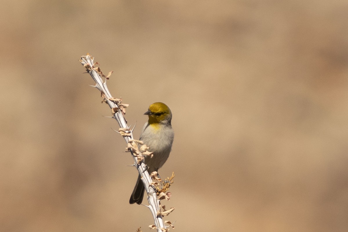 Verdin - ML647162209