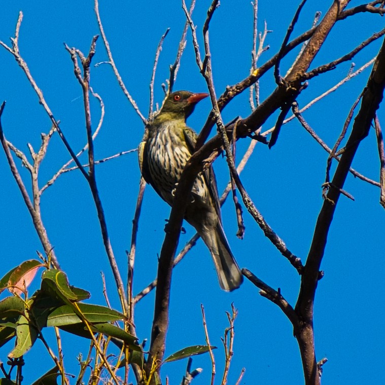Olive-backed Oriole - ML647162213