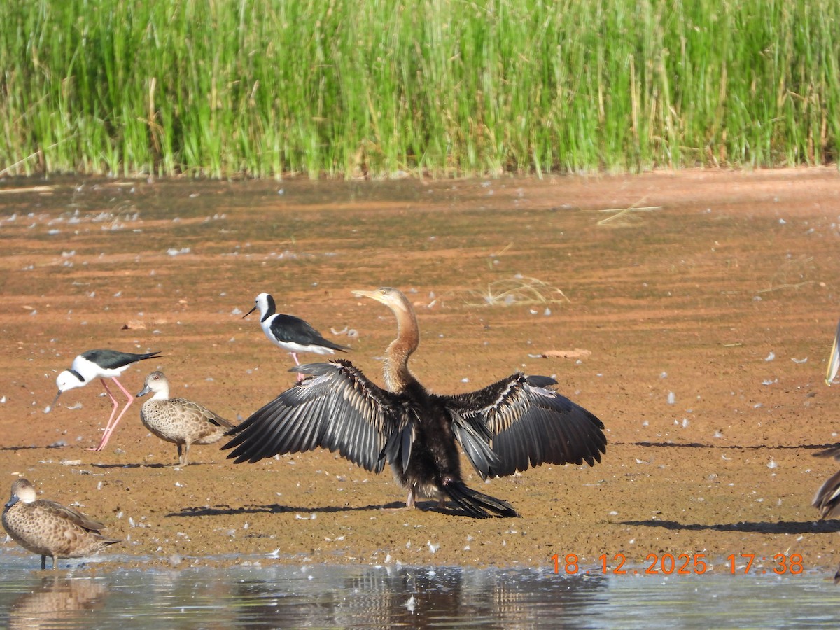 Australasian Darter - ML647162228