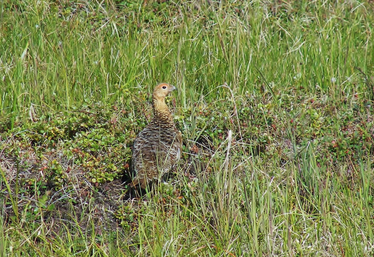 Moorschneehuhn - ML647162242