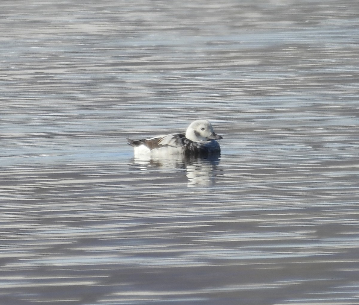 Long-tailed Duck - ML647162243