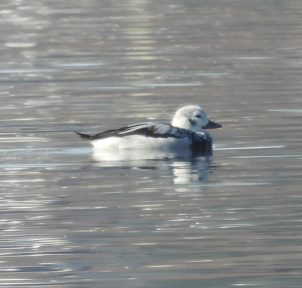 Long-tailed Duck - ML647162244