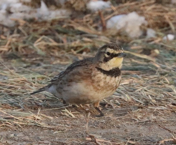 Horned Lark - ML647162247