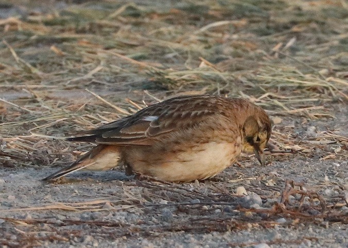 Horned Lark - ML647162248