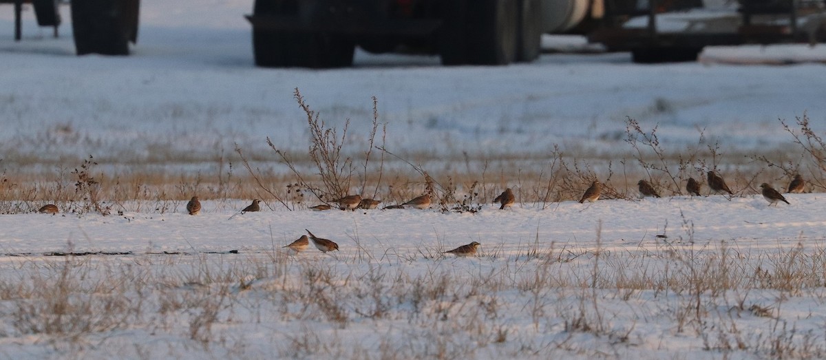 Horned Lark - ML647162249