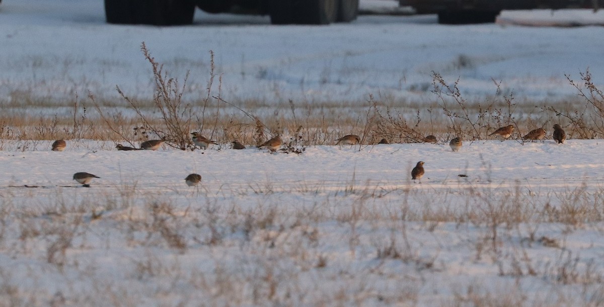 Horned Lark - ML647162250