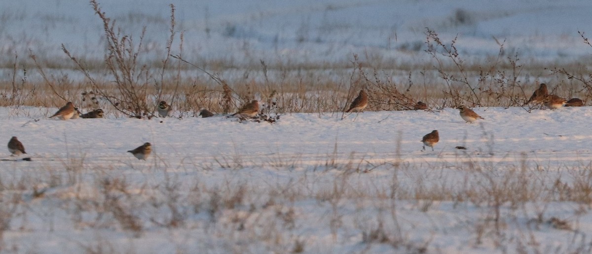 Horned Lark - ML647162251