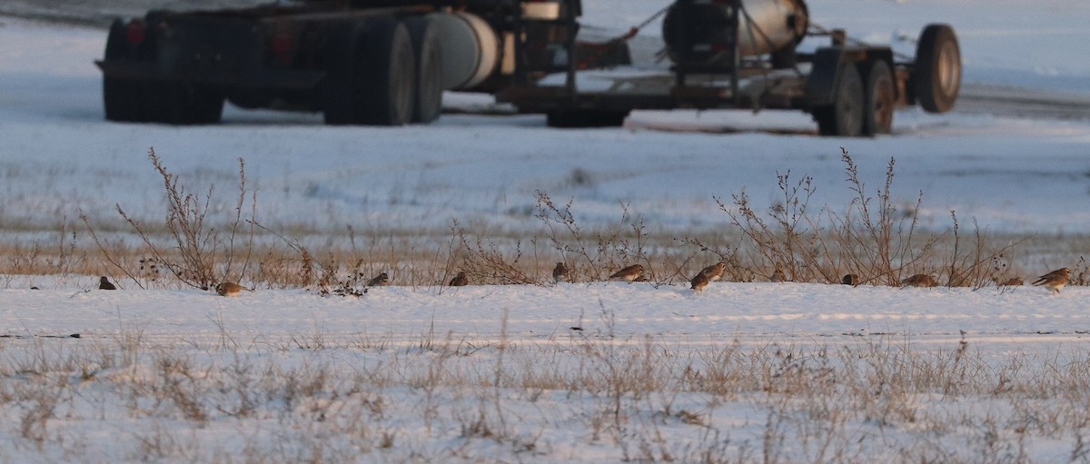 Horned Lark - ML647162252