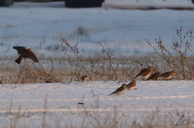 Horned Lark - ML647162253