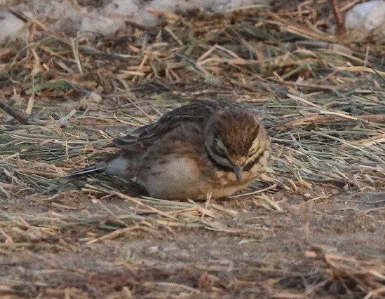 Horned Lark - ML647162254