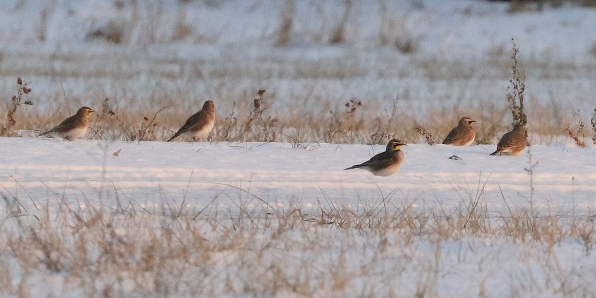 Horned Lark - ML647162255