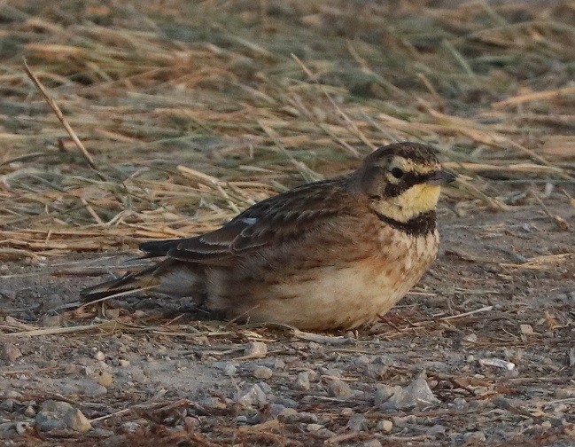 Horned Lark - ML647162256