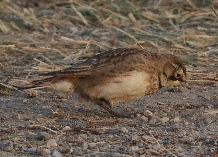 Horned Lark - ML647162257