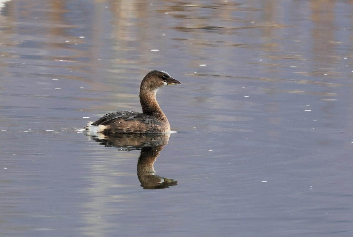 Grèbe à bec bigarré - ML647162260