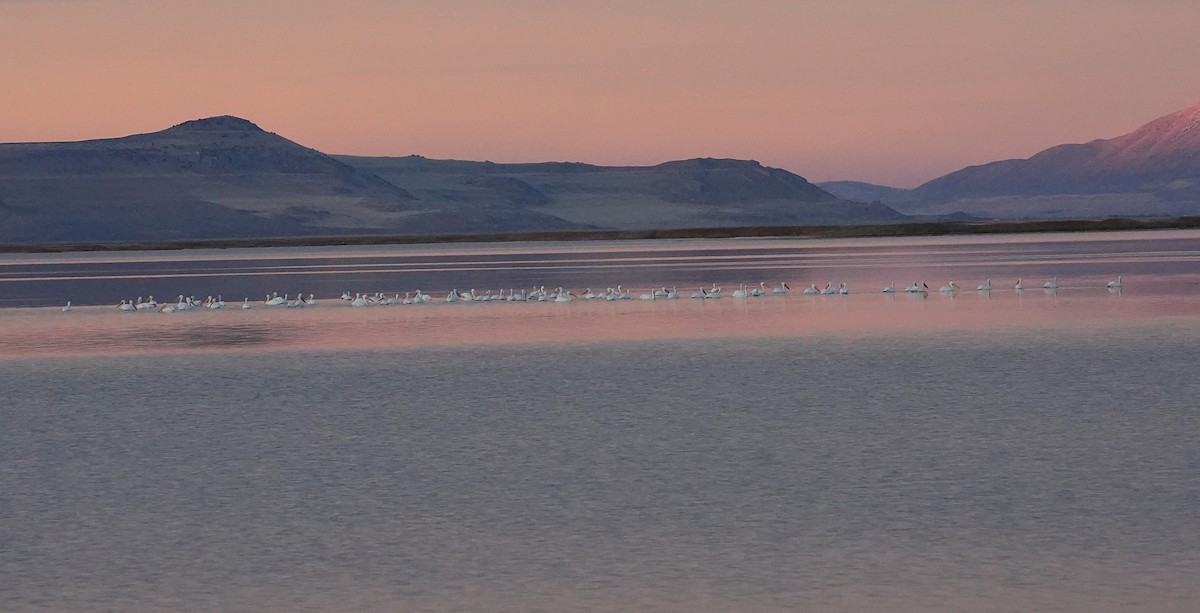 Pélican d'Amérique - ML647162261