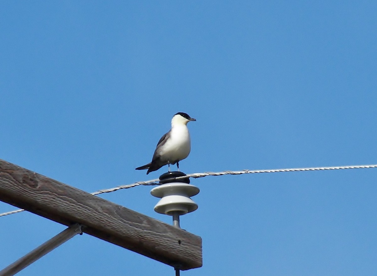 Long-tailed Jaeger - ML647162262