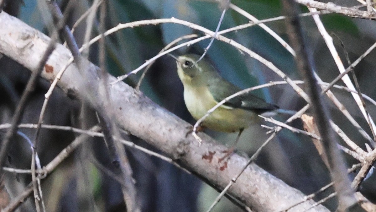 Black-throated Blue Warbler - ML647162266