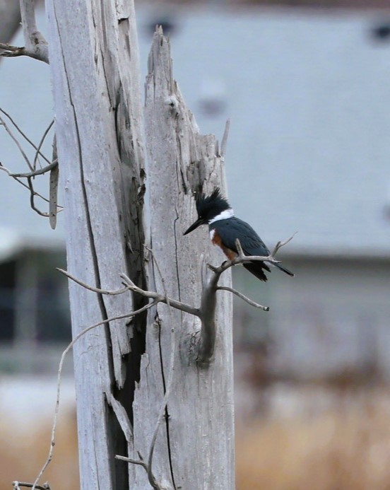 Martin-pêcheur d'Amérique - ML647162267