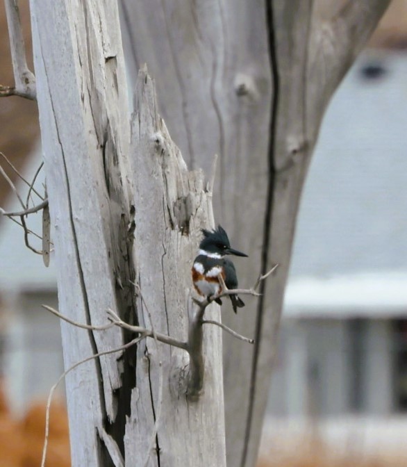 Martin-pêcheur d'Amérique - ML647162268