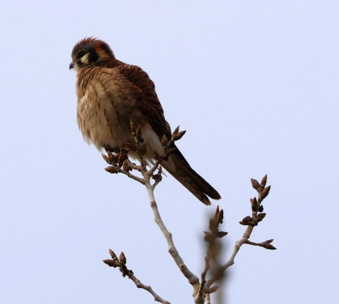 Crécerelle d'Amérique - ML647162273