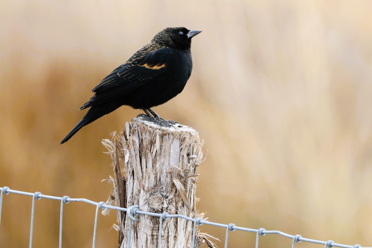 Red-winged Blackbird - ML647162287