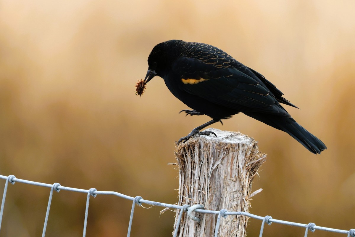 Carouge à épaulettes - ML647162288