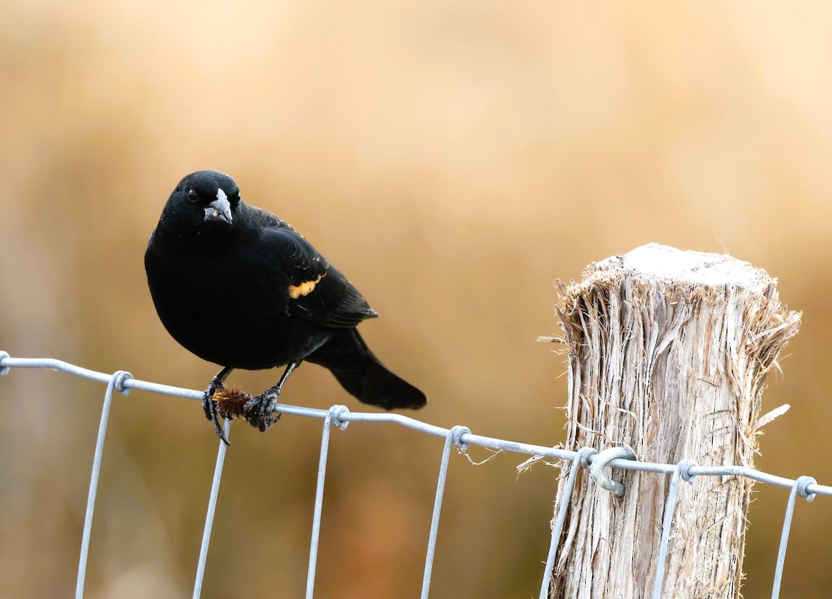 Red-winged Blackbird - ML647162289