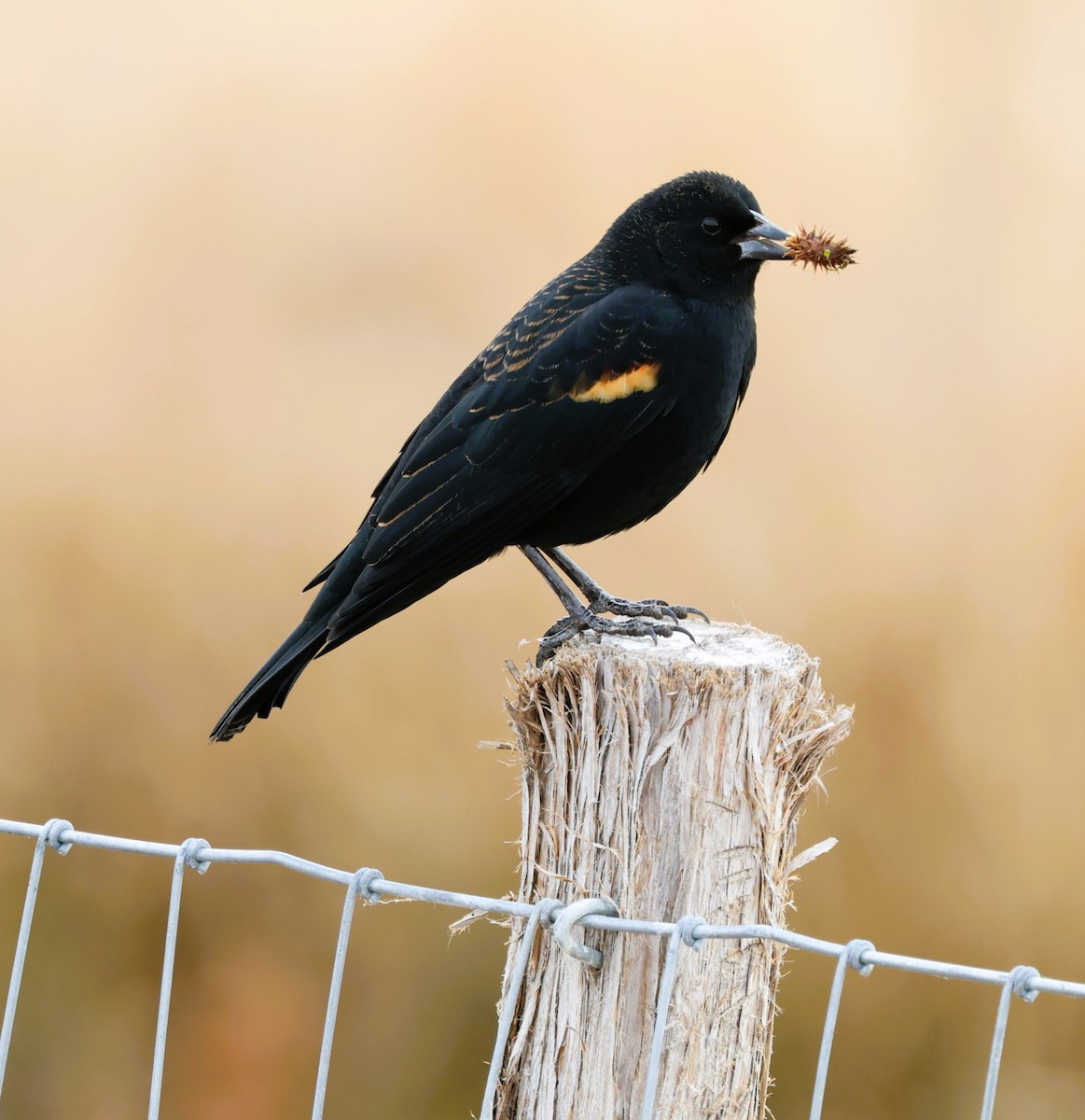 Carouge à épaulettes - ML647162290