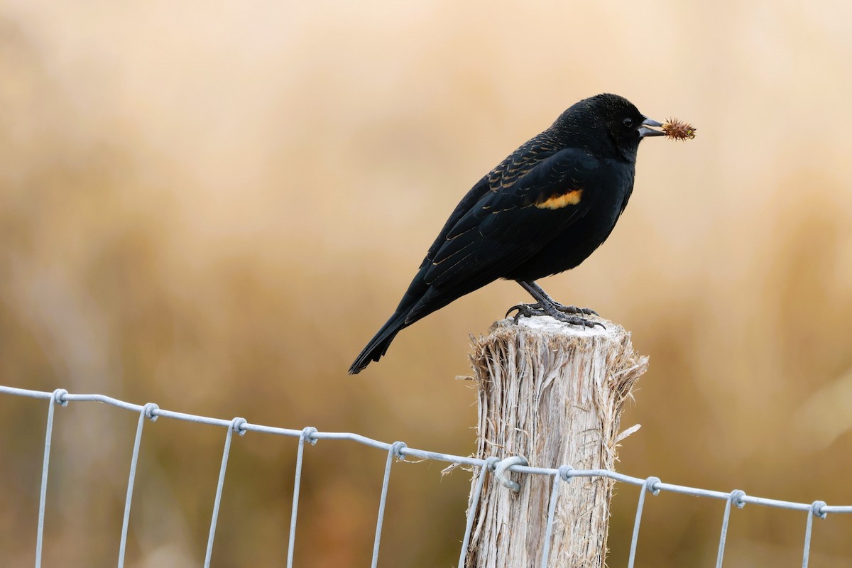 Red-winged Blackbird - ML647162291