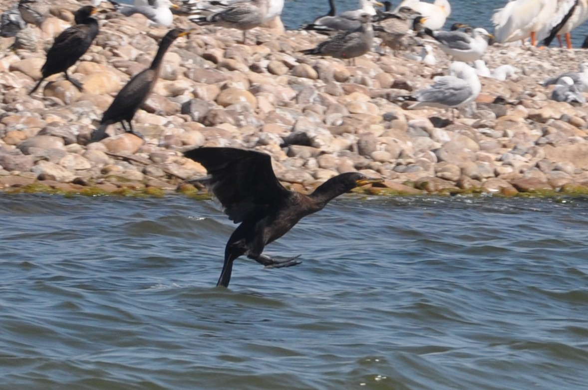 Double-crested Cormorant - ML647162292