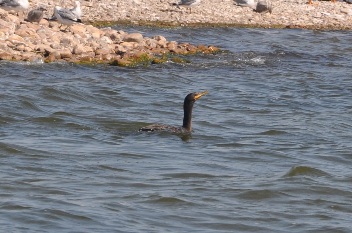 Double-crested Cormorant - ML647162293