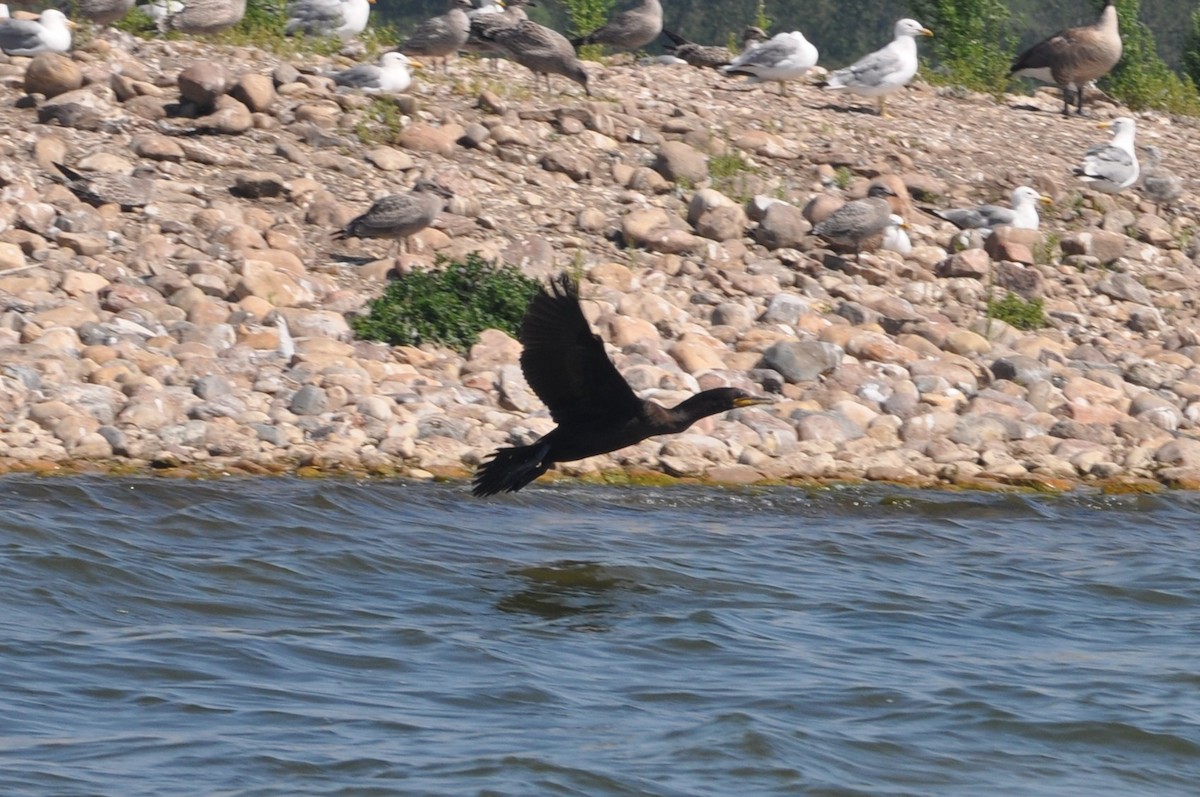 Double-crested Cormorant - ML647162294