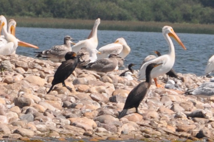 Double-crested Cormorant - ML647162295